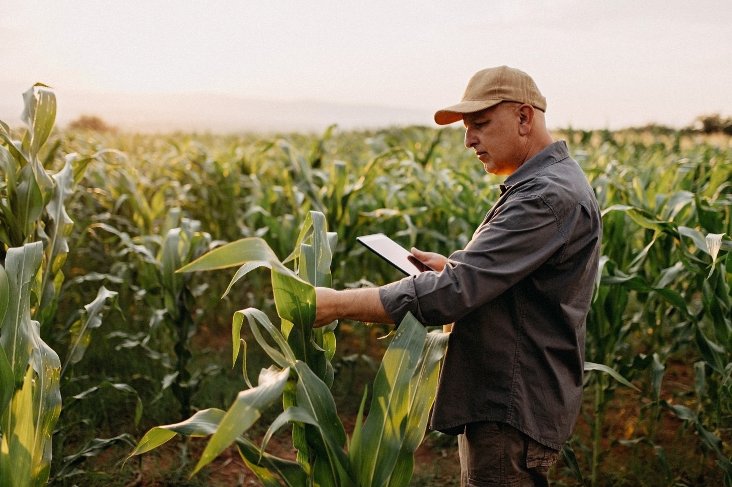 Evolving Microsoft Azure Data Manager for Agriculture to transform data into intuitive insights